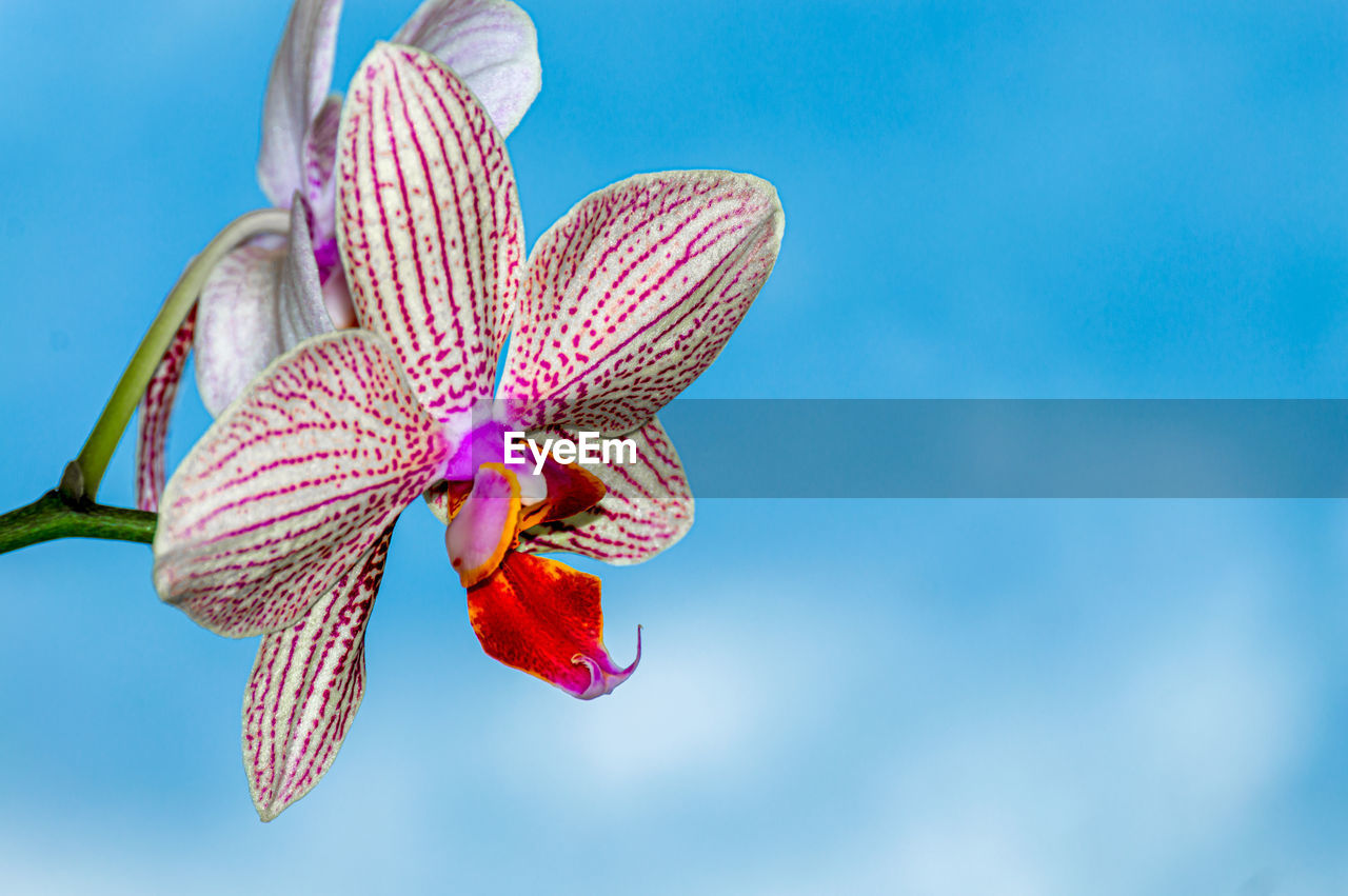 Low angle orchid flower bloom with blue sky background.