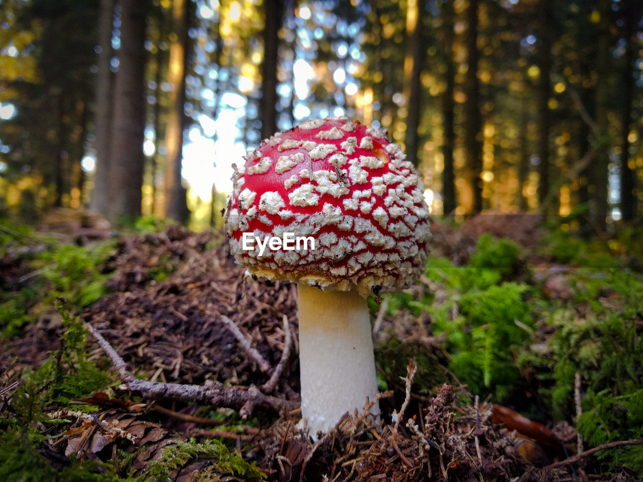 Close-up of mushroom growing in forest