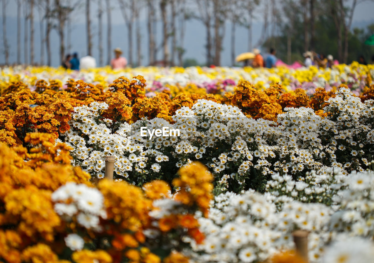 Close-up of yellow flowering plants in park