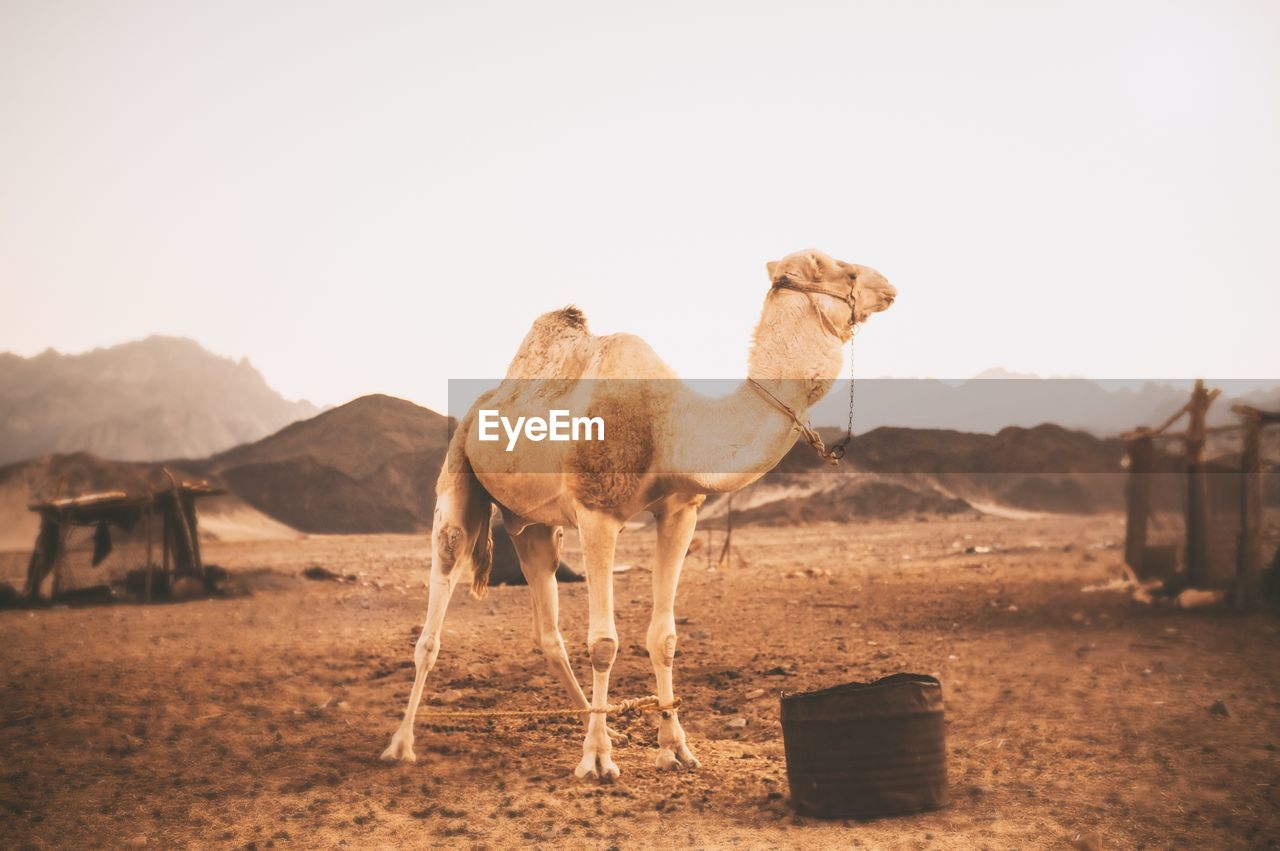 Camel at desert against clear sky