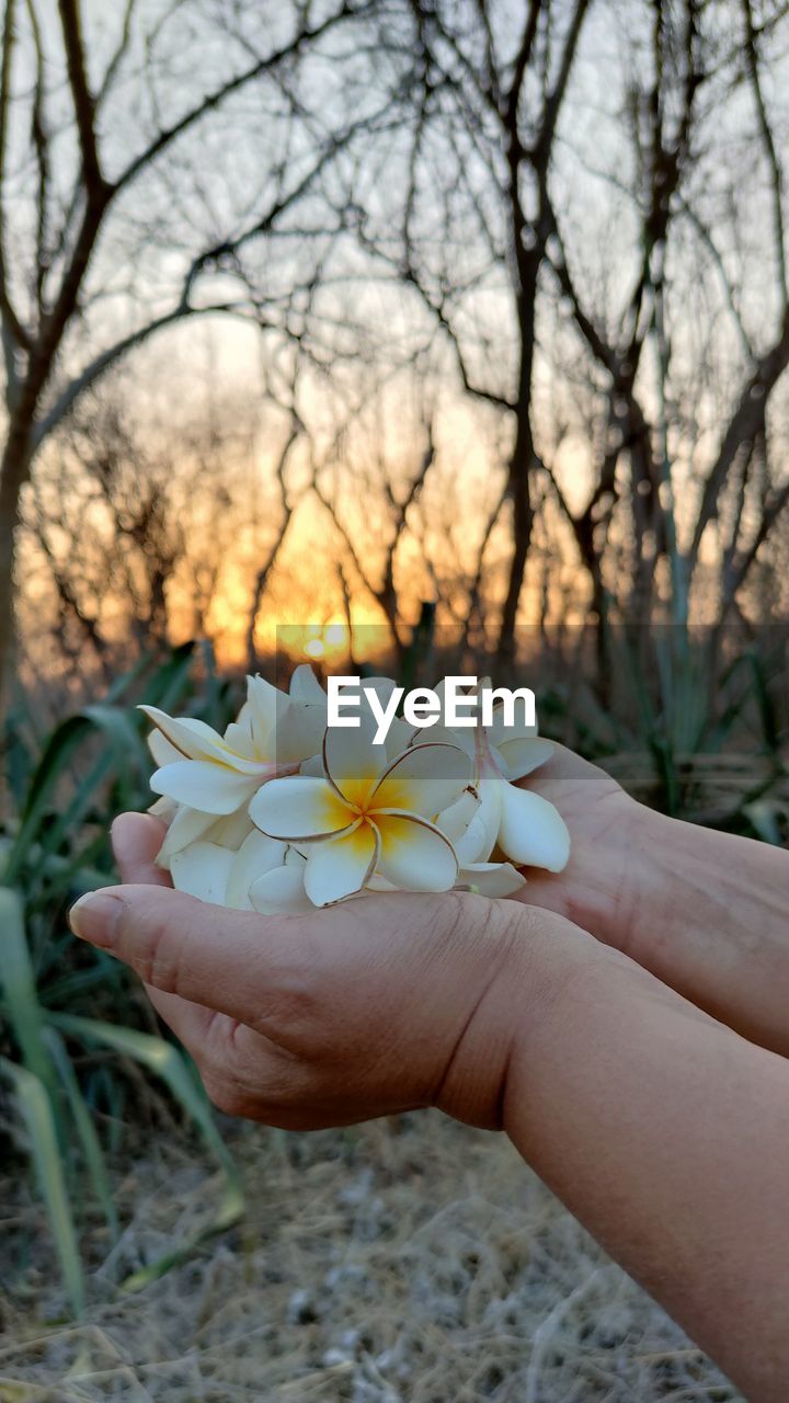 CLOSE-UP OF HAND HOLDING LEAF