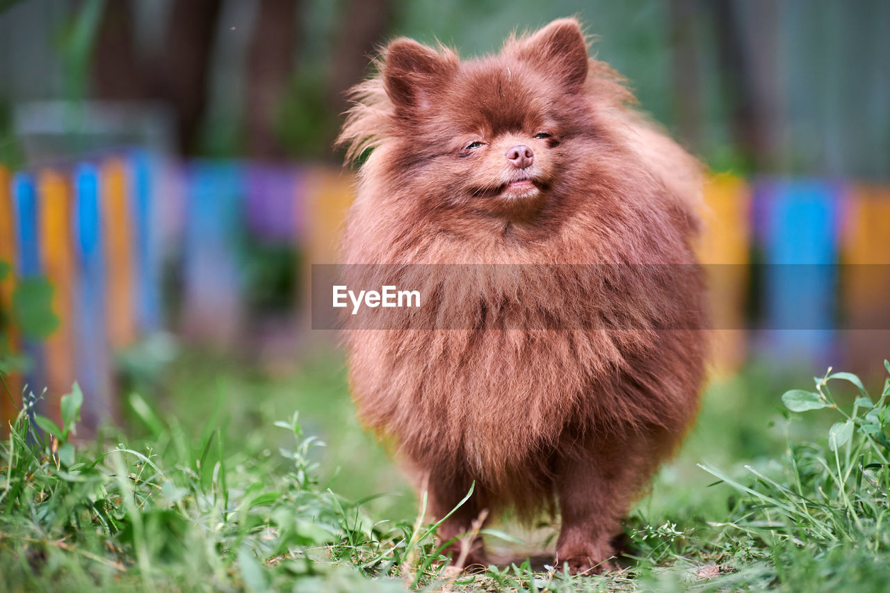 Pomeranian spitz dog in garden. cute brown pomeranian puppy spitz pom dog, green grass background