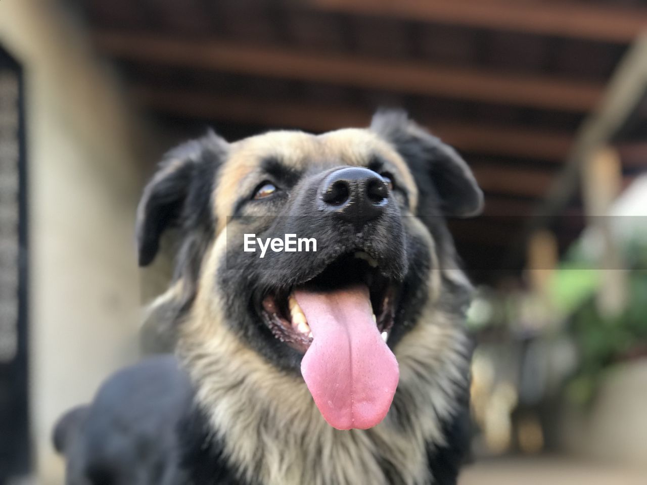 Close-up of dog looking away