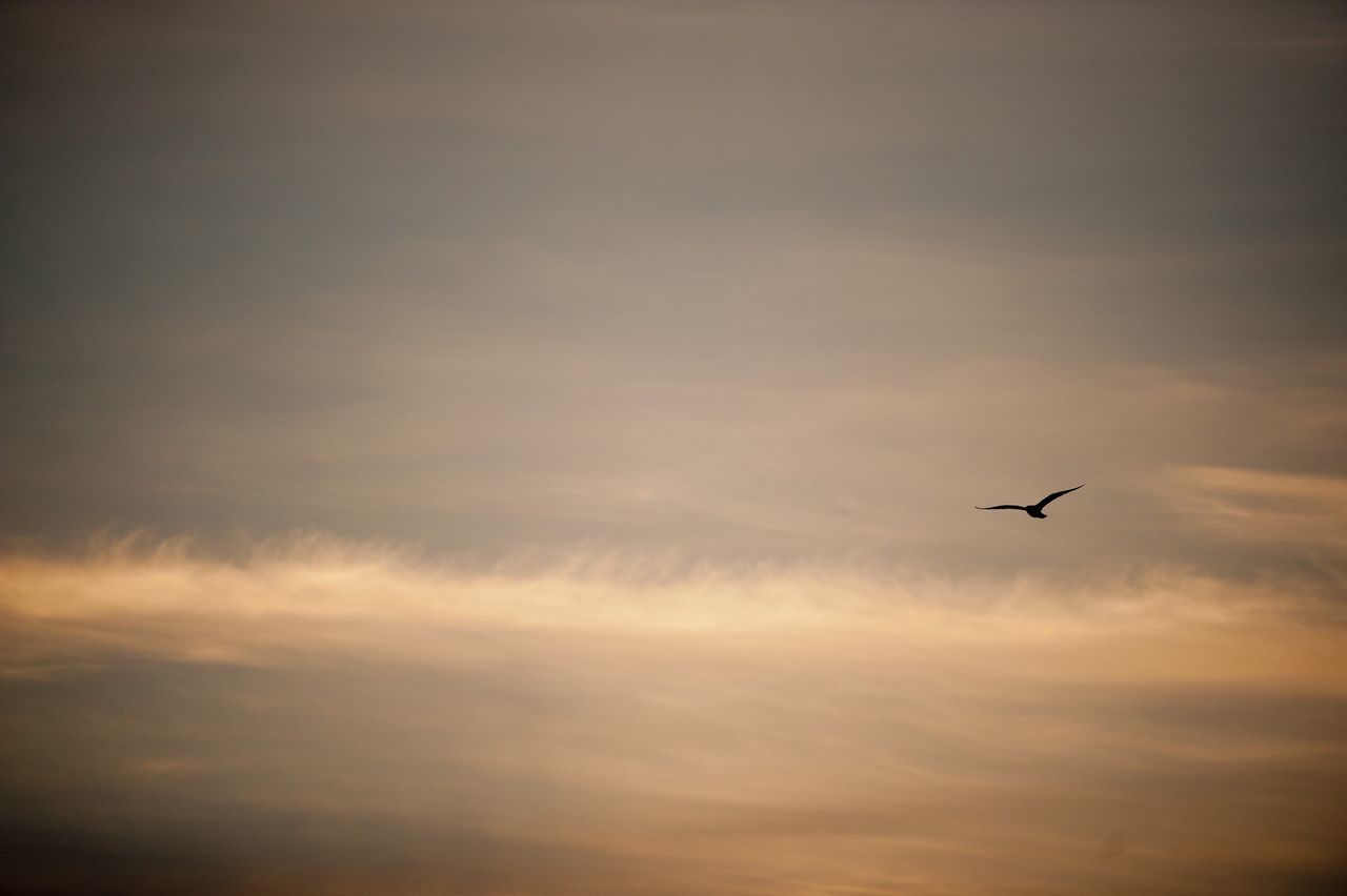 Silhouette bird flying against sky at dusk