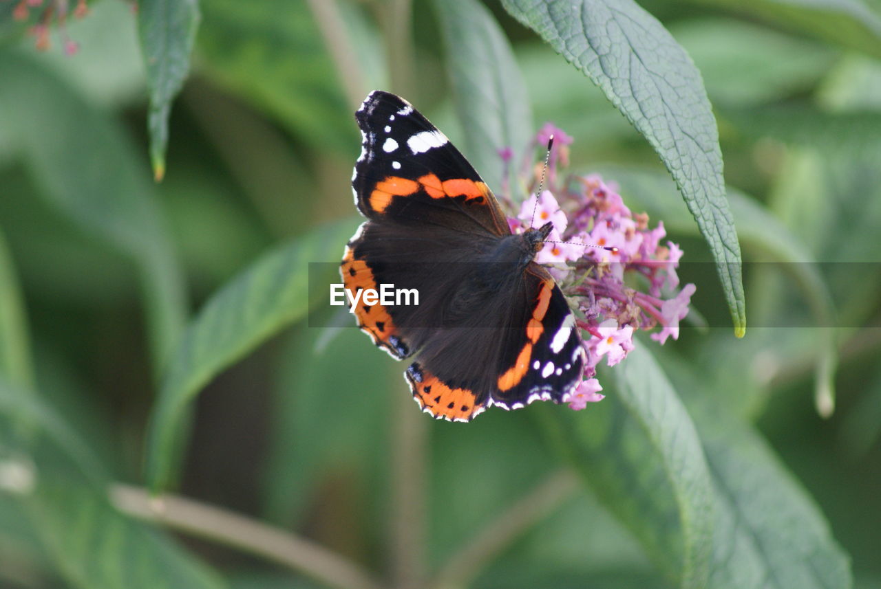 Close-up of butterfly pollinating on flower