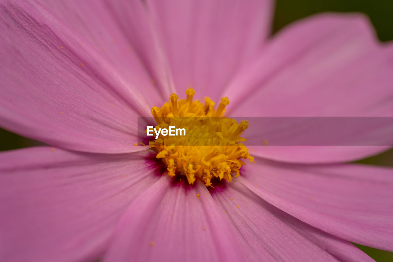 Close-up of flower