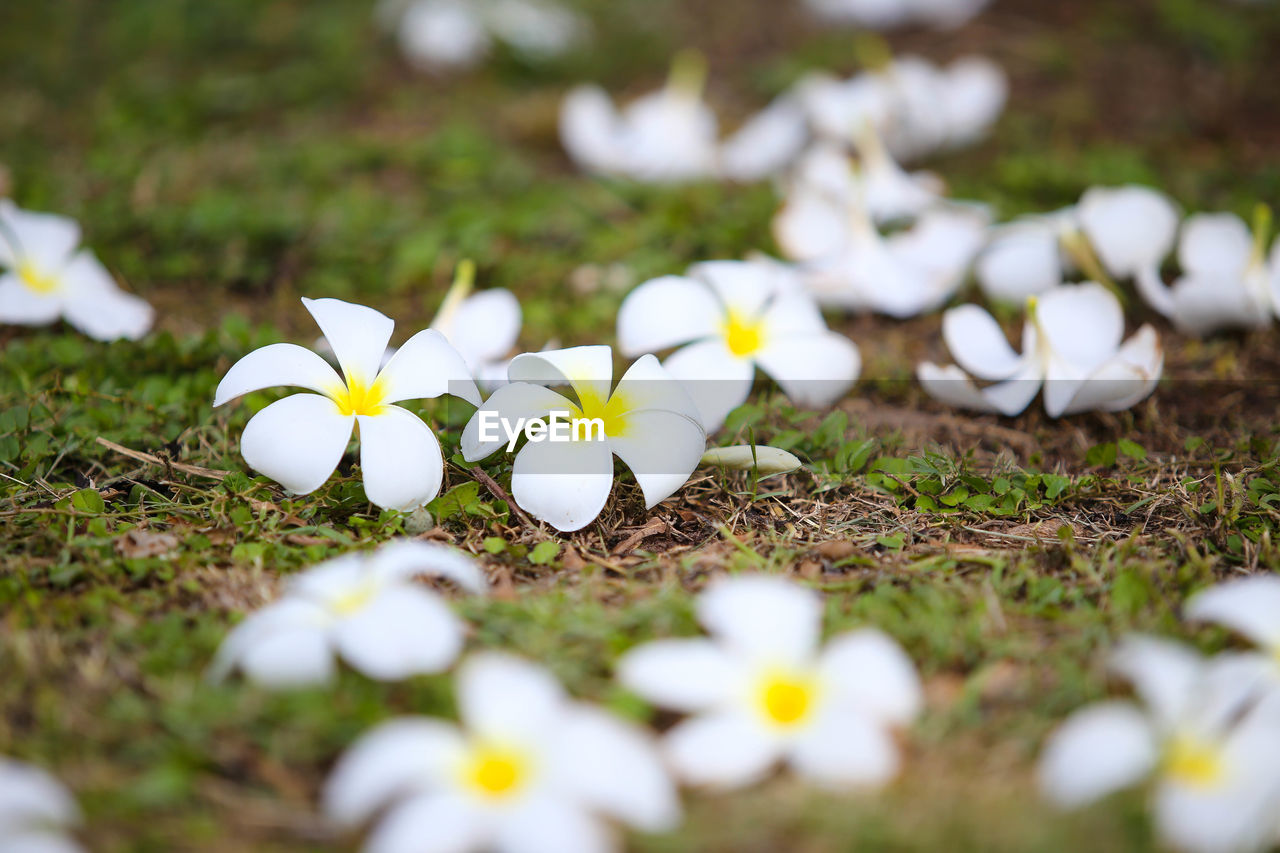 CLOSE-UP OF WHITE FLOWERING PLANTS ON FIELD