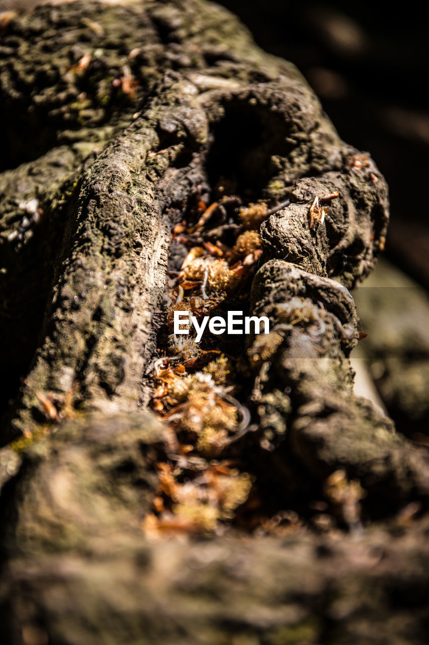 CLOSE-UP OF A TREE