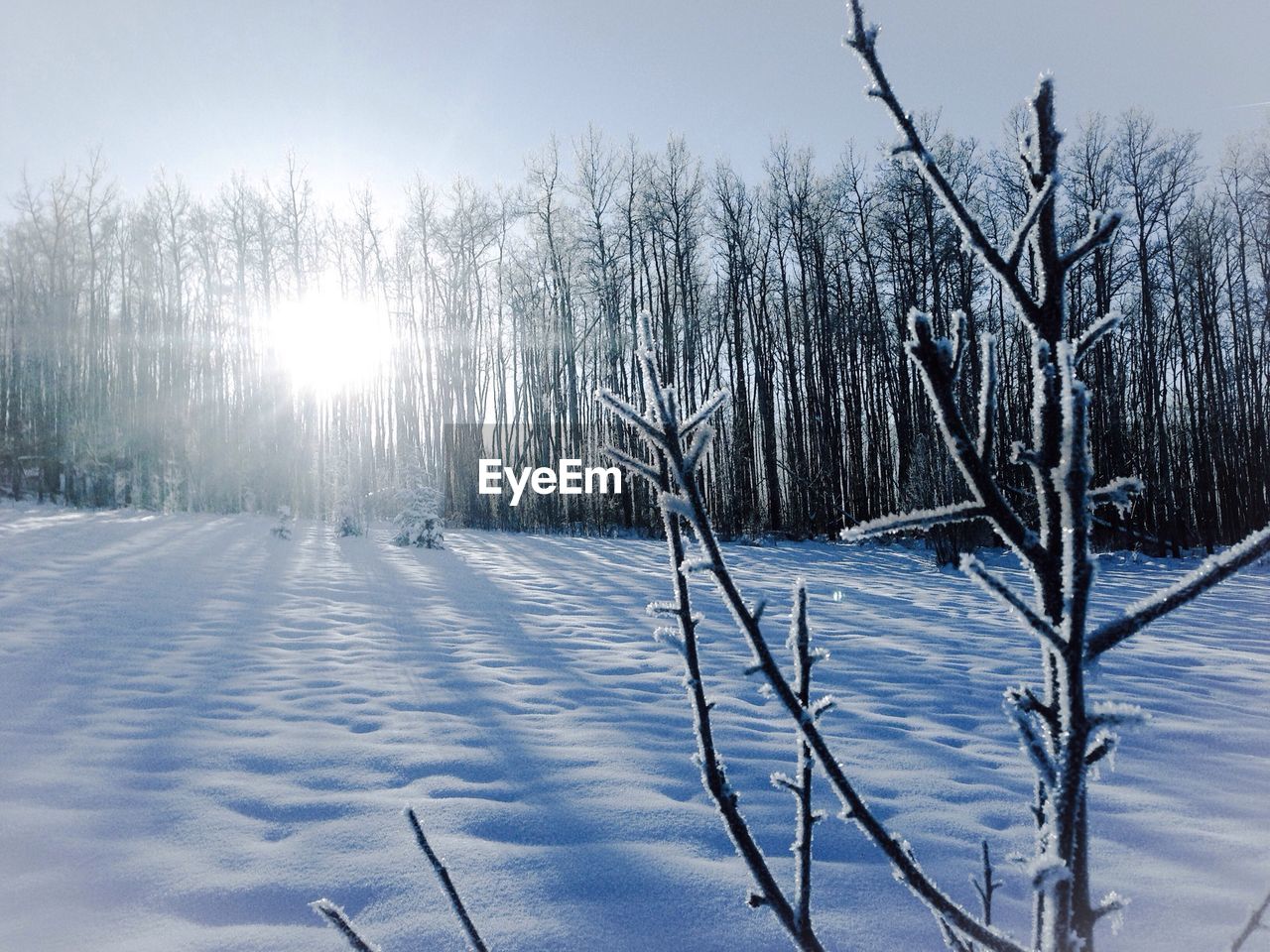 Sun shining through trees in snow covered forest