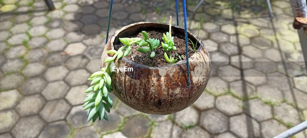 Angle view of coconut potted plant