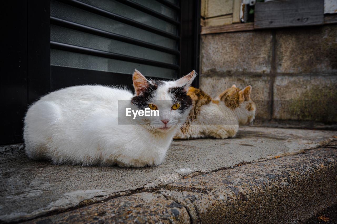 Portrait of a cat