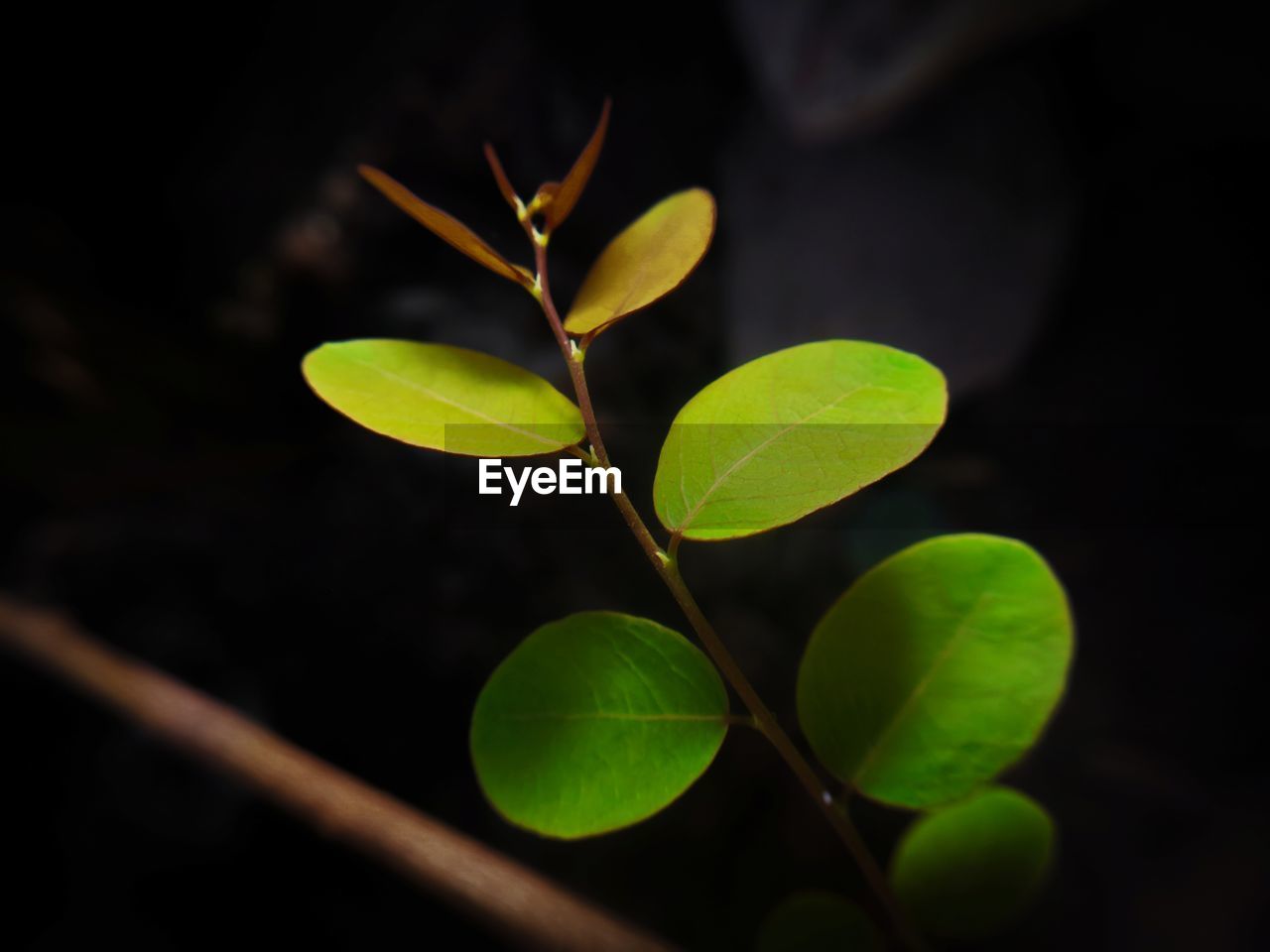 Close-up of leaves on plant