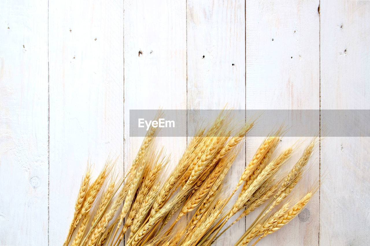 CLOSE-UP OF WHEAT AGAINST WALL