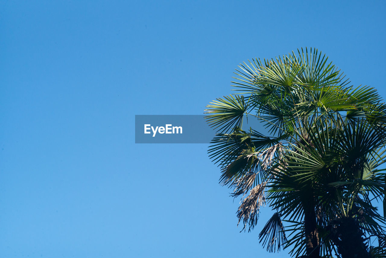 palm tree, tree, sky, tropical climate, blue, plant, clear sky, nature, low angle view, palm leaf, copy space, leaf, no people, sunny, beauty in nature, branch, growth, day, outdoors, wind, borassus flabellifer, tropical tree, flower, tranquility, coconut palm tree, green, date palm tree, sunlight, plant part, scenics - nature, directly below