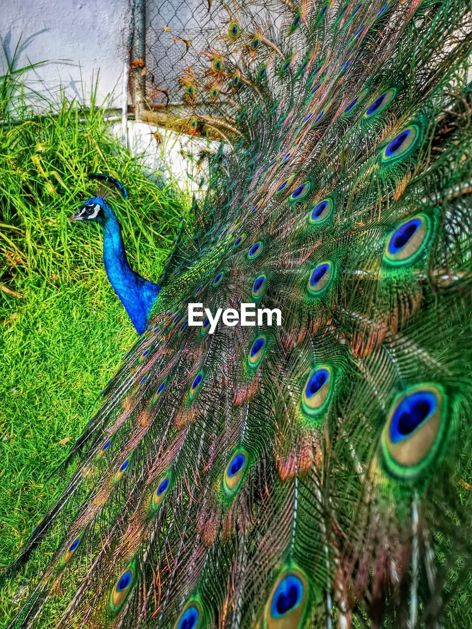 CLOSE-UP OF PEACOCK WITH FEATHERS