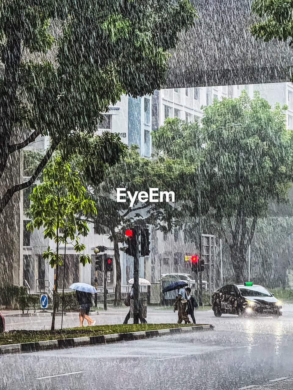 tree, plant, transportation, city, mode of transportation, architecture, street, building exterior, built structure, land vehicle, road, motor vehicle, car, nature, residential area, neighbourhood, day, wet, vehicle, urban area, outdoors, rain, growth, city life, city street, transport, water, building, suburb, men, motion, group of people