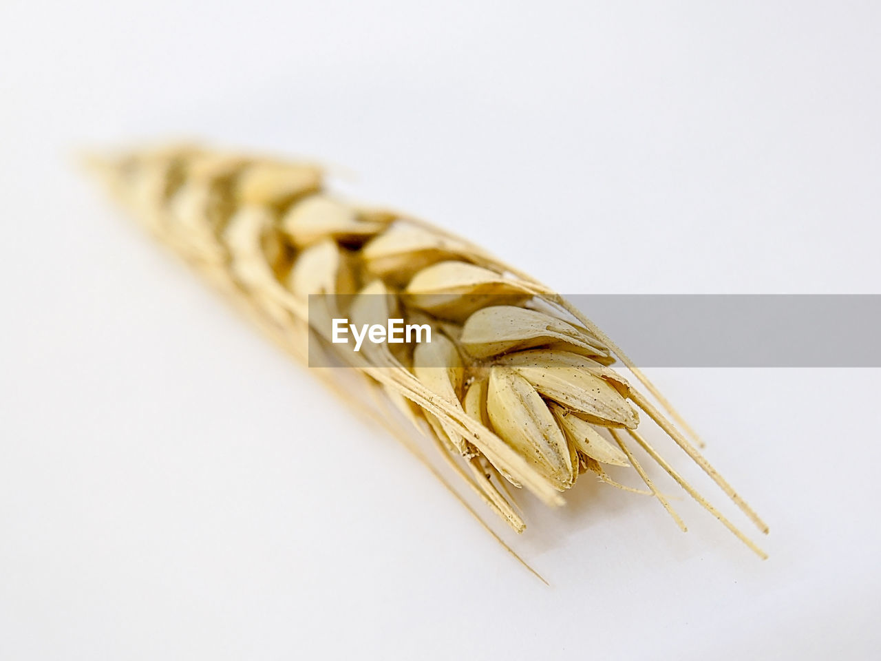 food, indoors, food and drink, close-up, cereal plant, studio shot, crop, white background, no people, wheat, agriculture, whole grain, copy space, still life, cut out