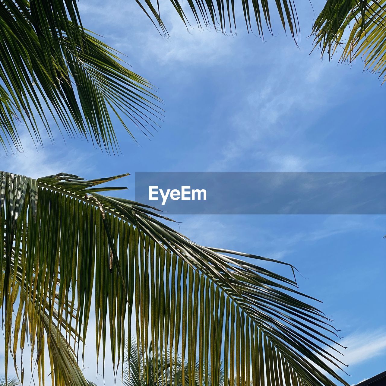 palm tree, tropical climate, palm leaf, tree, plant, sky, leaf, sunlight, nature, beauty in nature, coconut palm tree, tropics, growth, no people, tropical tree, plant part, low angle view, cloud, green, blue, outdoors, tranquility, frond, day, grass, environment, land, scenics - nature, borassus flabellifer, travel destinations, travel