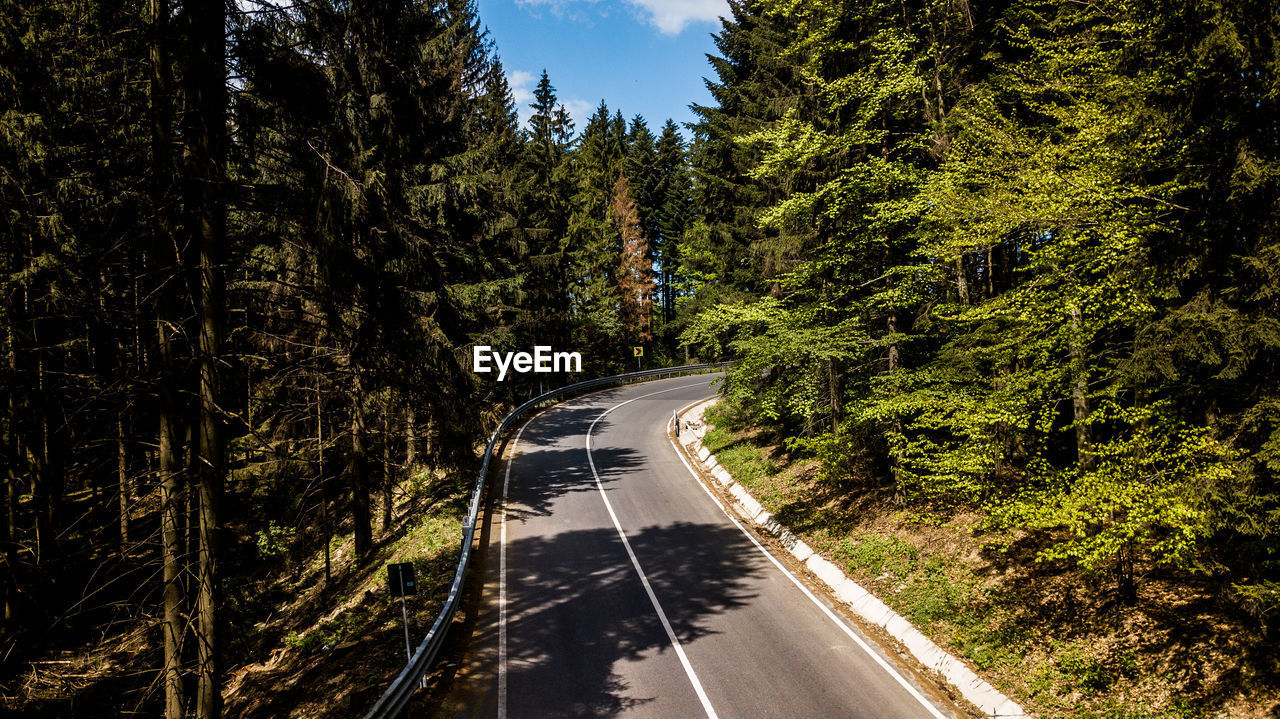 ROAD AMIDST TREES AND PLANTS IN FOREST