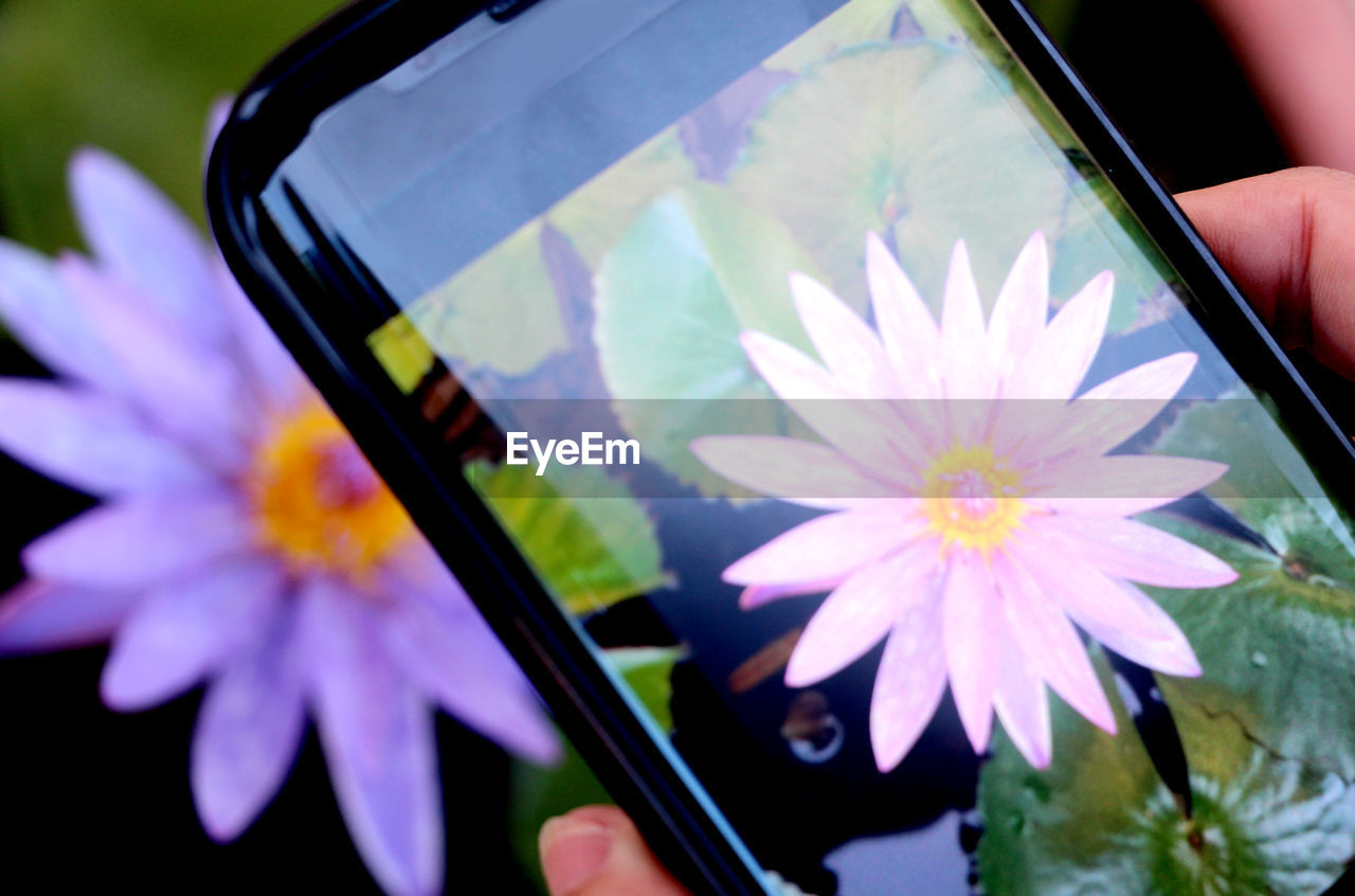 CLOSE-UP OF HAND HOLDING PURPLE FLOWER IN POT