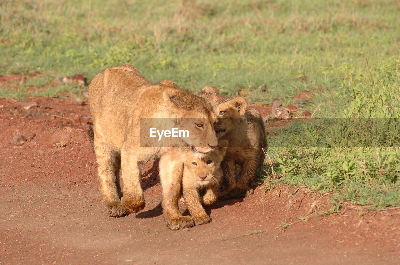 Lioness with cubs on field