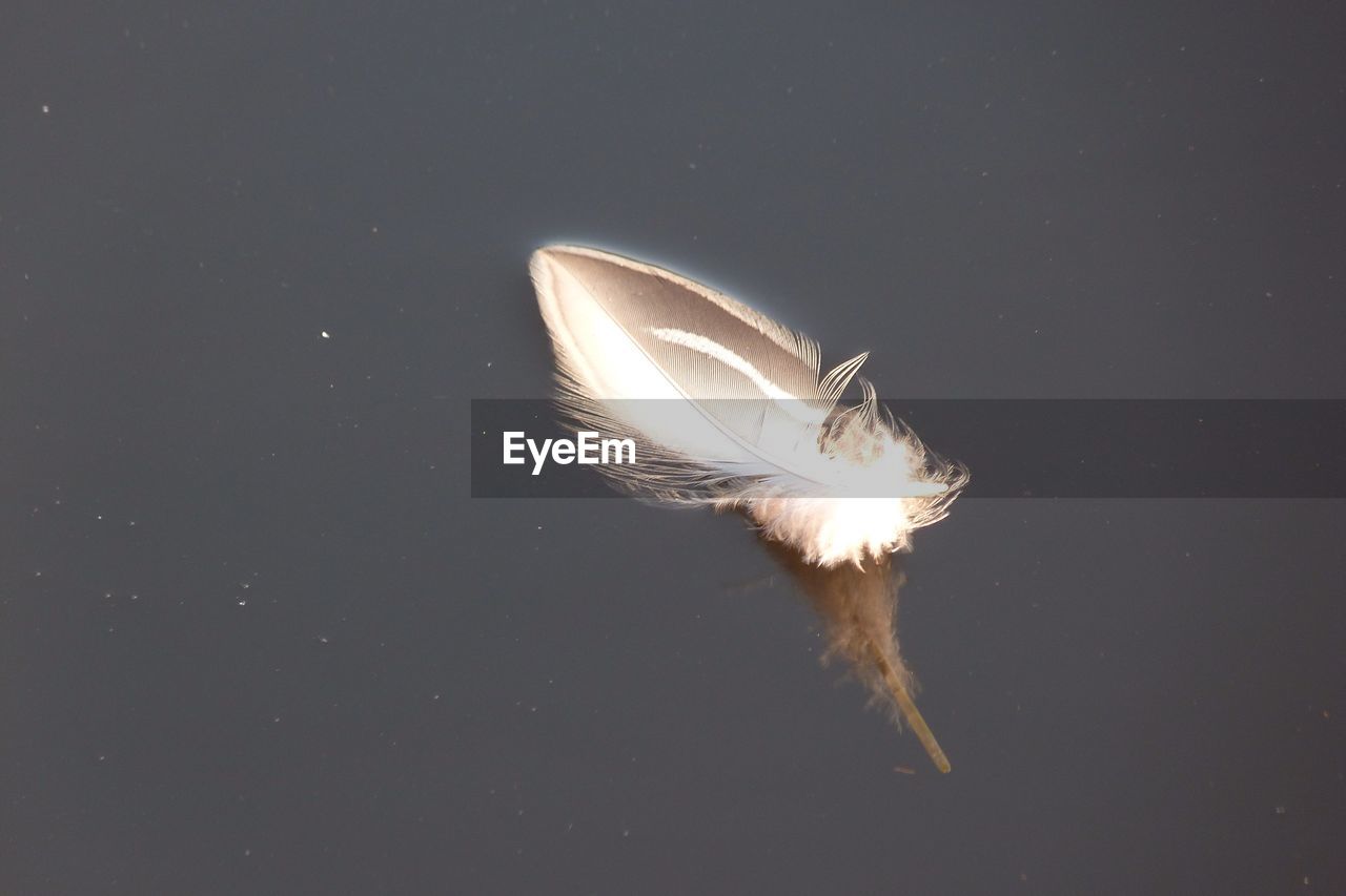 High angle view of feather floating on water