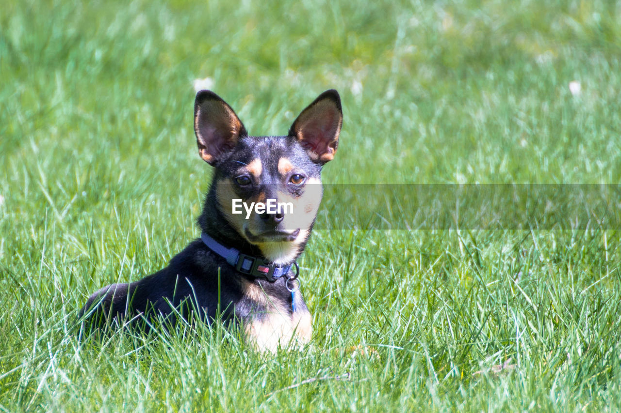 Portrait of dog on grass