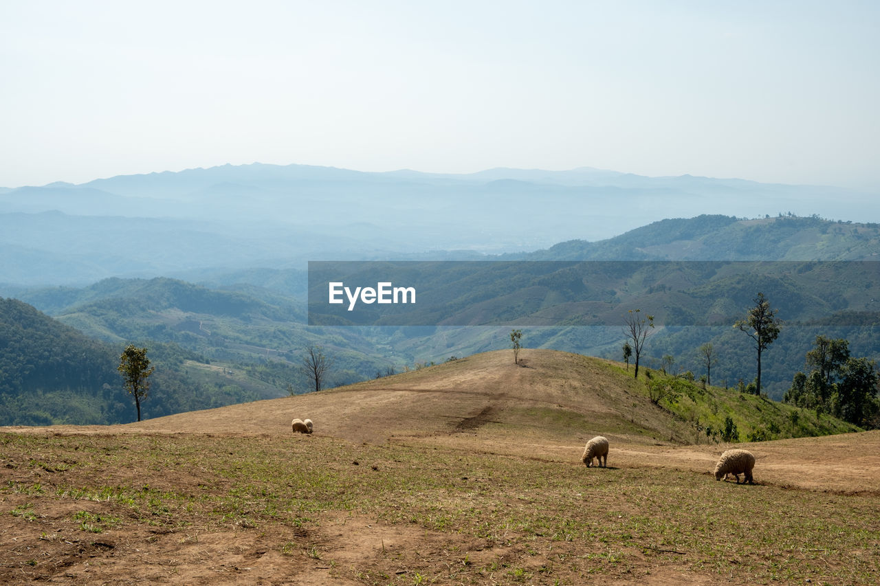 landscape, environment, mountain, scenics - nature, land, nature, sky, mountain range, beauty in nature, wilderness, plant, mammal, rural scene, animal, plateau, animal themes, tree, tranquility, domestic animals, agriculture, tranquil scene, valley, no people, field, grass, non-urban scene, rural area, ridge, natural environment, travel destinations, travel, outdoors, grassland, livestock, animal wildlife, day, group of animals, pet, tourism, remote, fog, idyllic