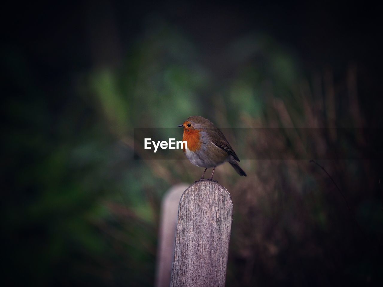 Close-up of bird perching on wooden post