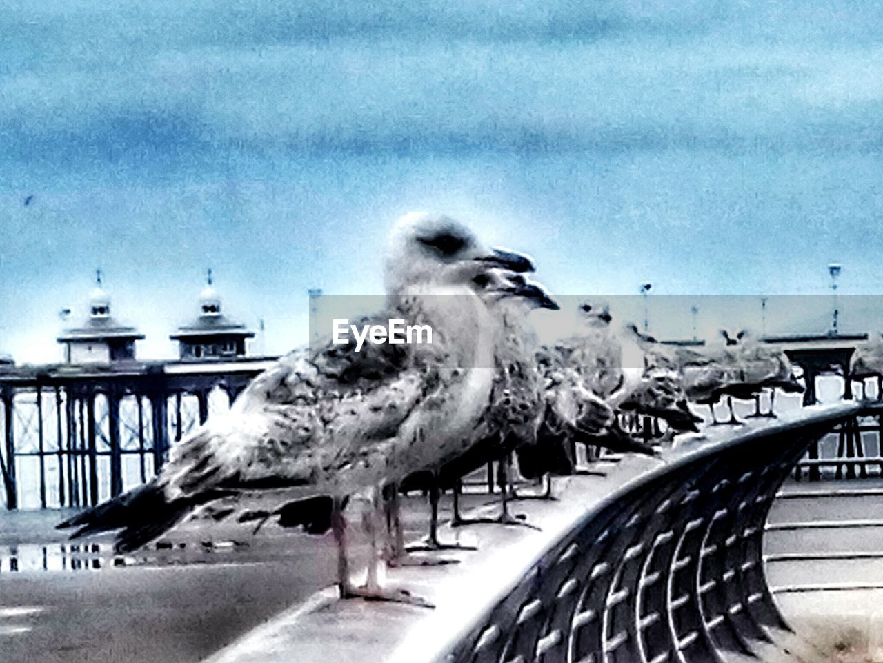 CLOSE-UP OF SEAGULL PERCHING ON GROUND AGAINST SKY