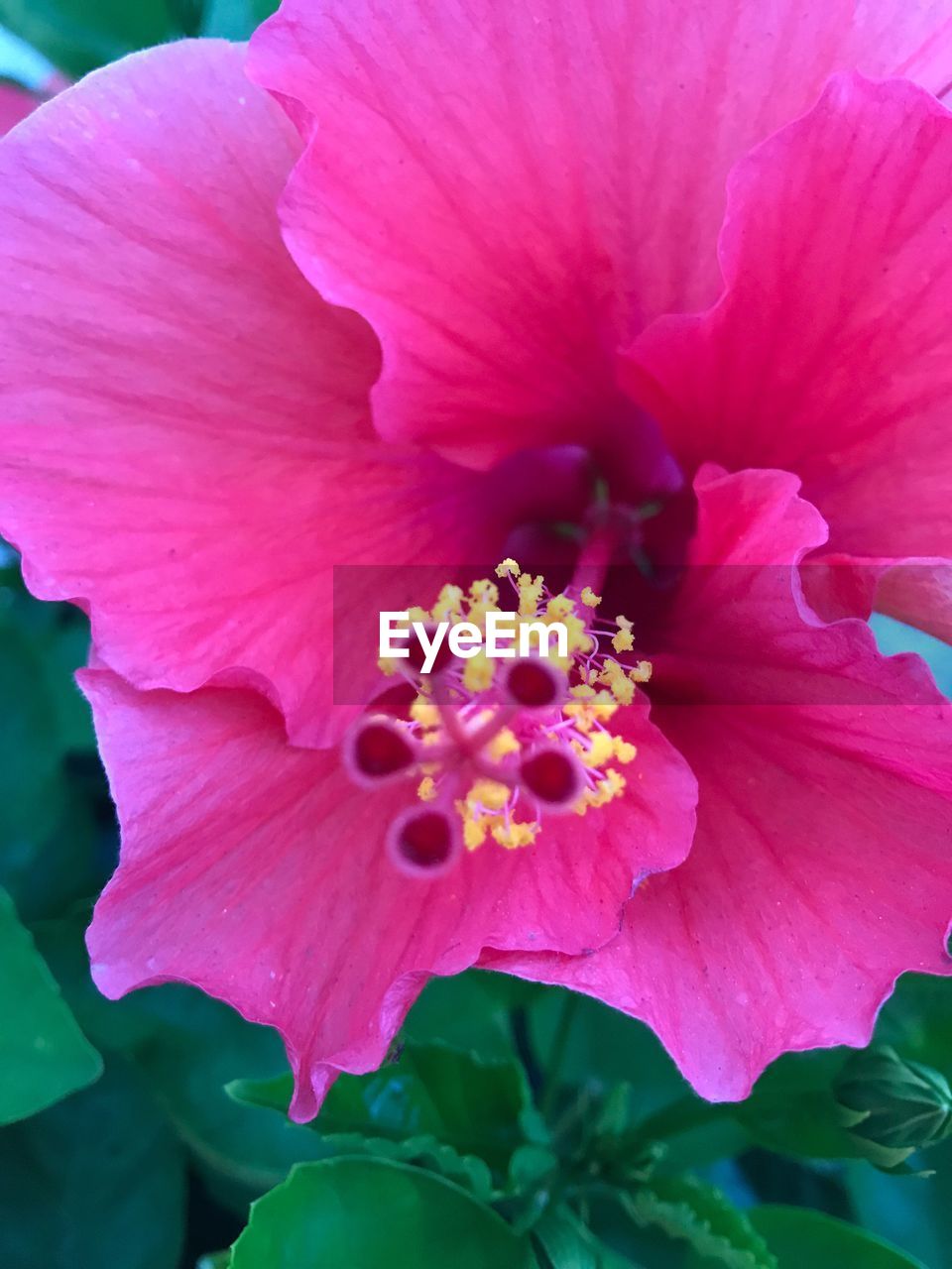 PINK FLOWER BLOOMING OUTDOORS