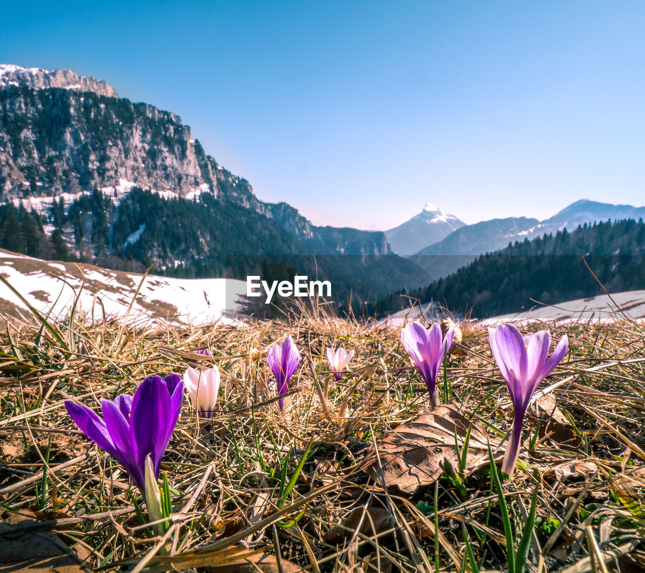 Purple crocus flowers on field against sky