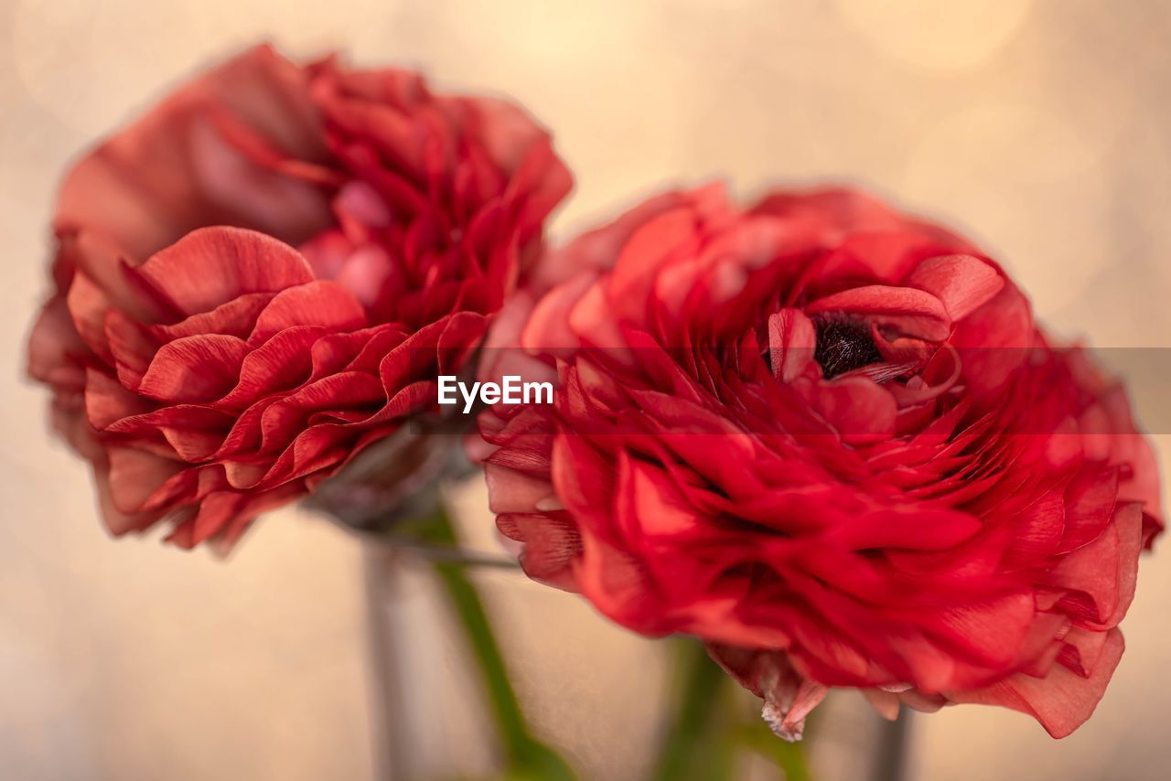 CLOSE-UP OF WILTED ROSE IN RED ROSES