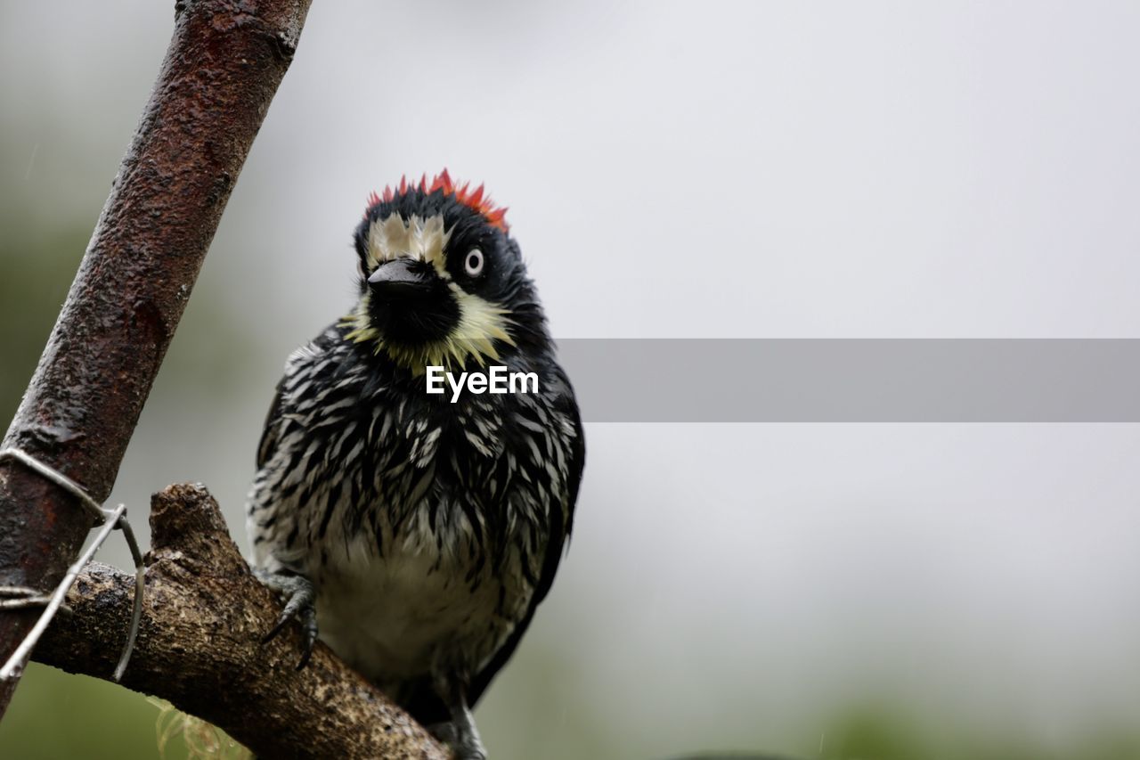 Close-up of acorn woodpecker perching on branch