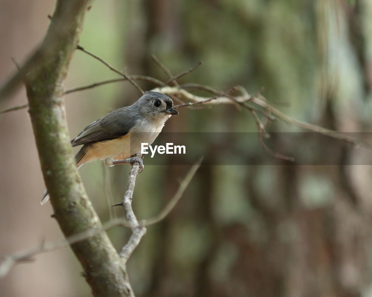 CLOSE-UP OF BIRD PERCHING ON TREE