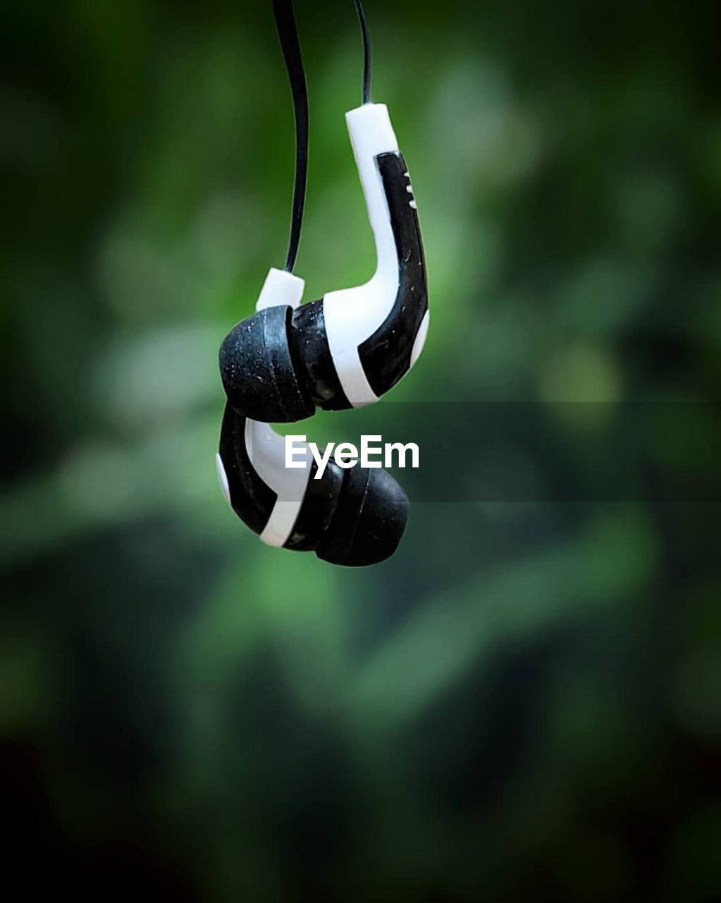 CLOSE-UP OF A BLACK HANGING FROM PLANT