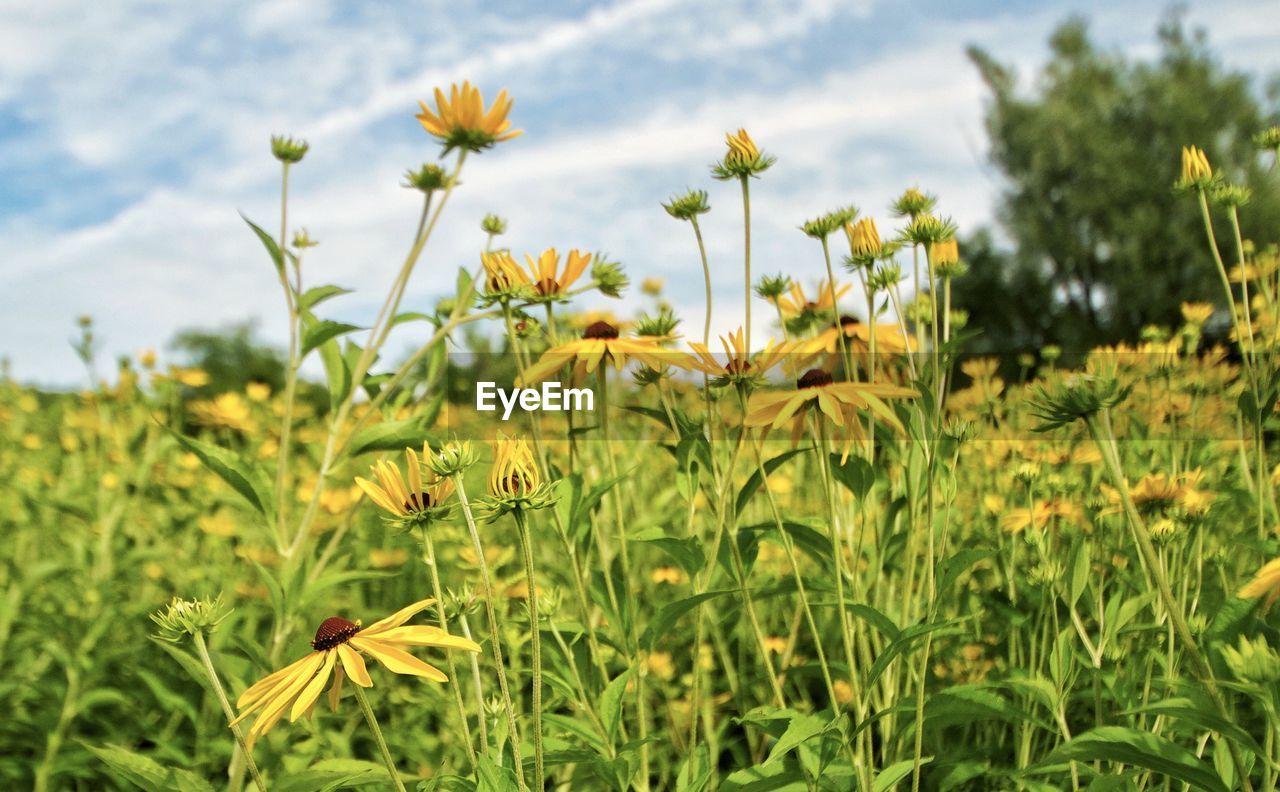 Close-up of yellow flowering plants on field