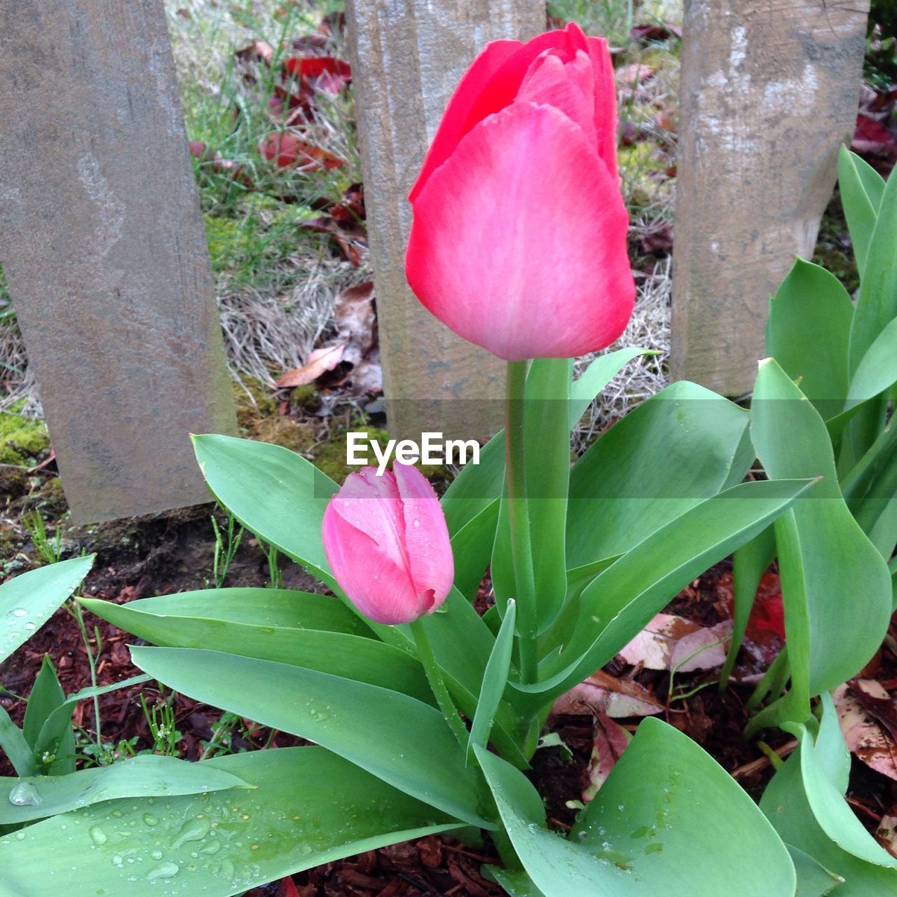 Pink tulips growing in garden