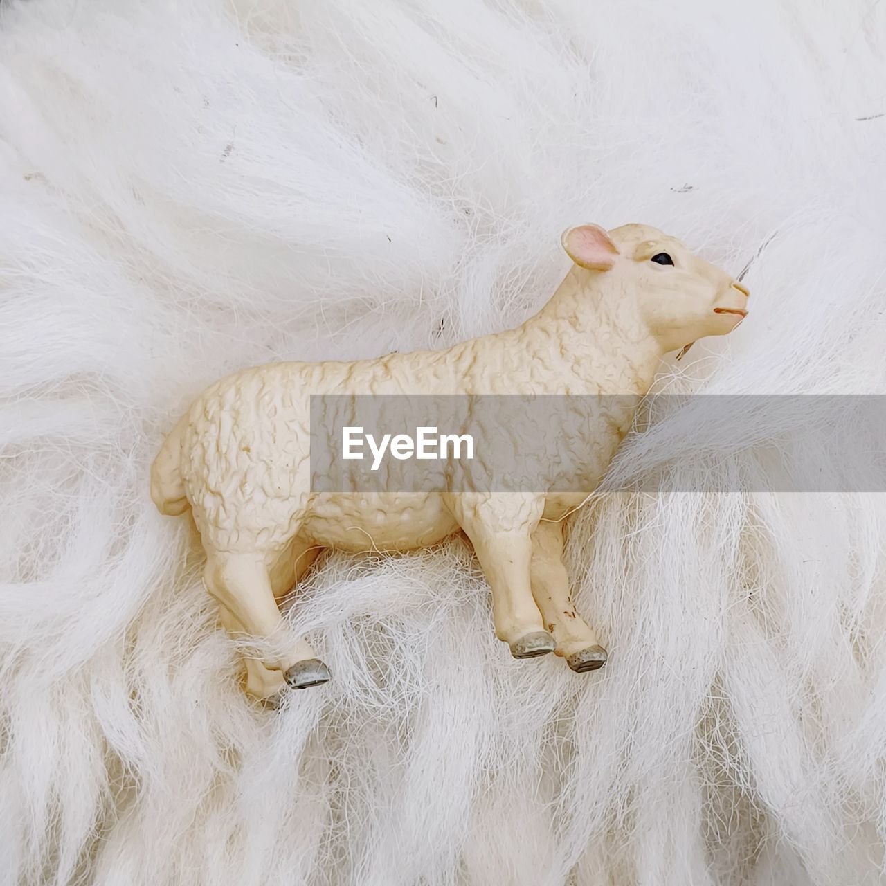 animal, white, animal themes, mammal, one animal, animal wildlife, no people, sheep, domestic animals, livestock, pet, wildlife, nature