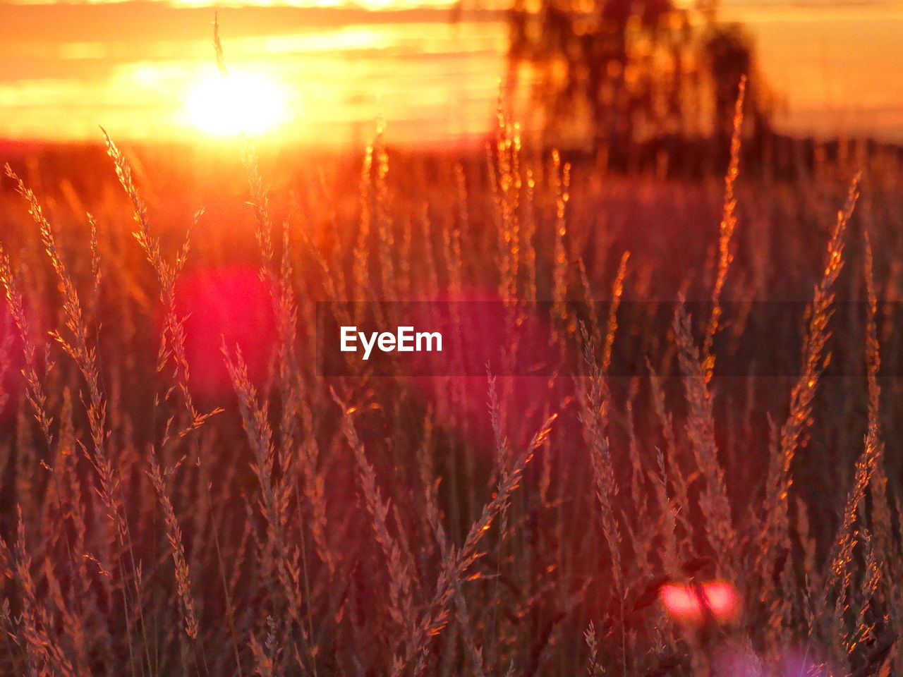 Plants growing on field against sky during sunset