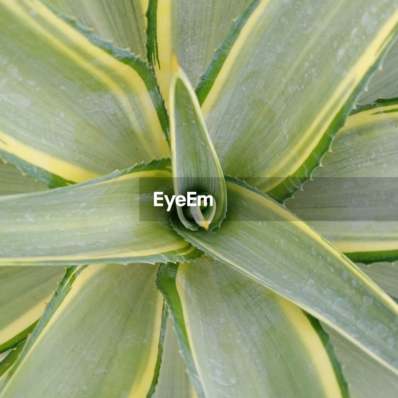 FULL FRAME SHOT OF FRESH GREEN PLANT