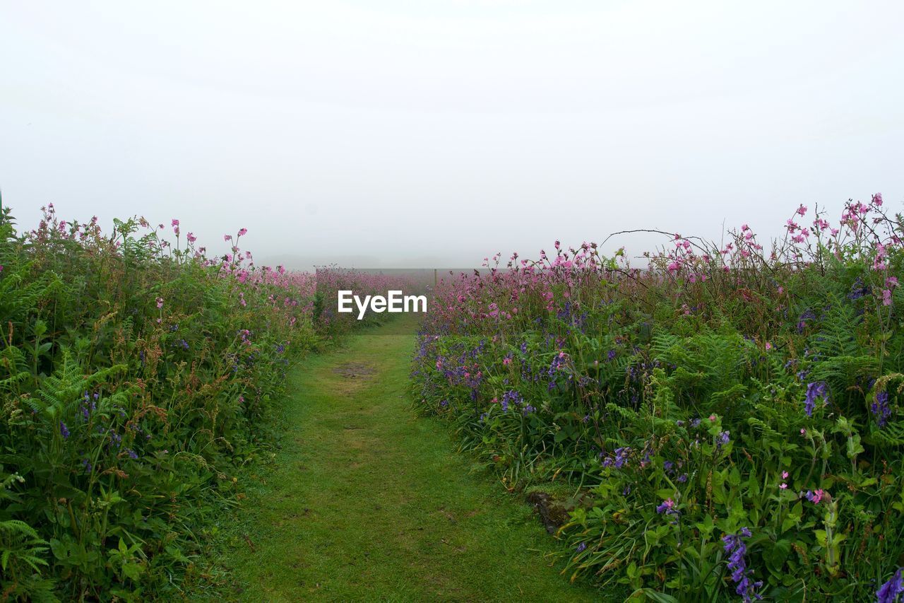 Scenic view of flowering plants on field against sky