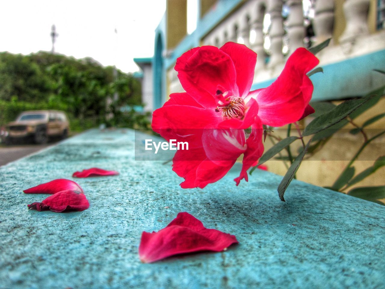 Close-up of red rose on road