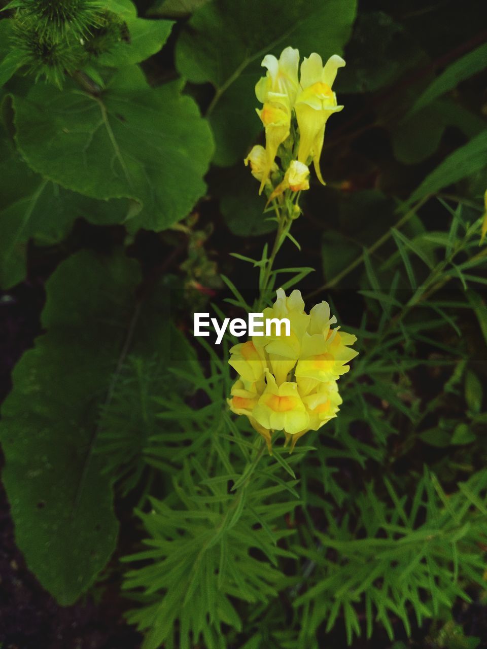 CLOSE-UP OF FRESH YELLOW FLOWERS BLOOMING IN GARDEN