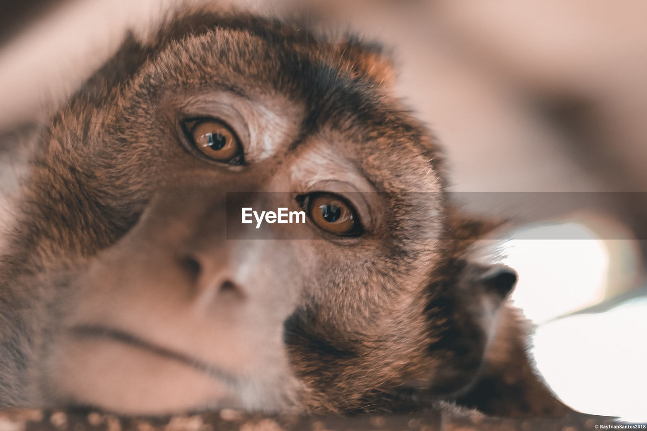 Close-up portrait of monkey