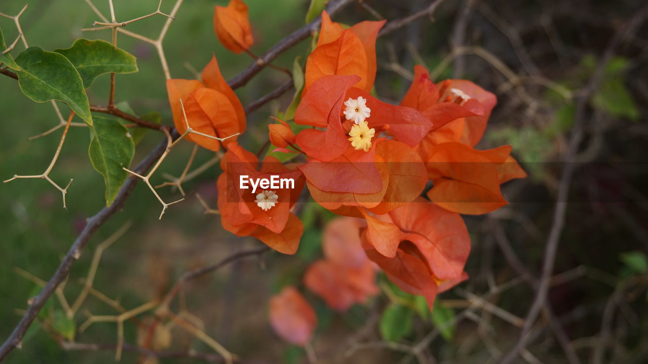 CLOSE-UP OF FRESH ORANGE PLANT