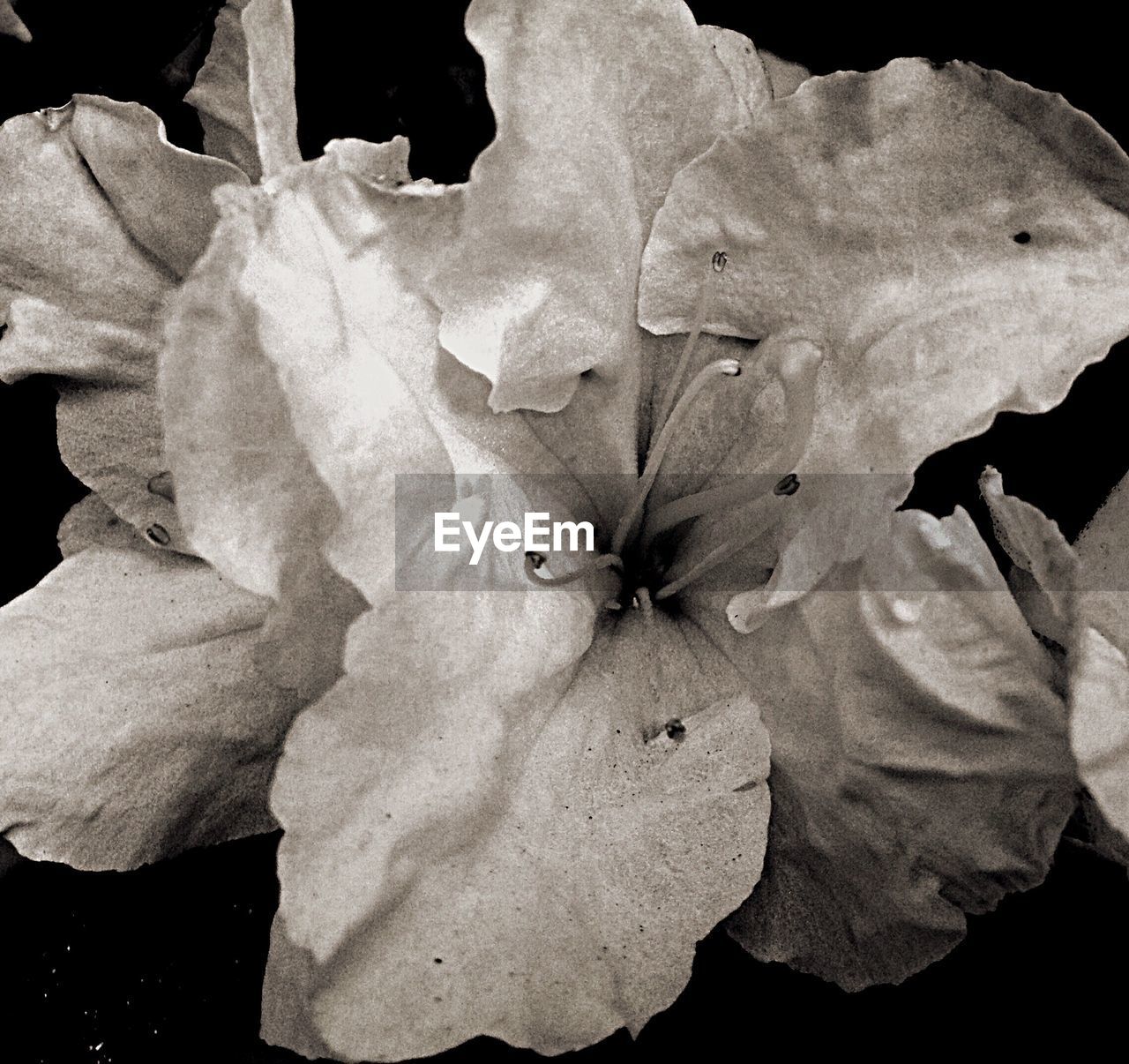 CLOSE-UP OF ROSE AGAINST BLACK BACKGROUND