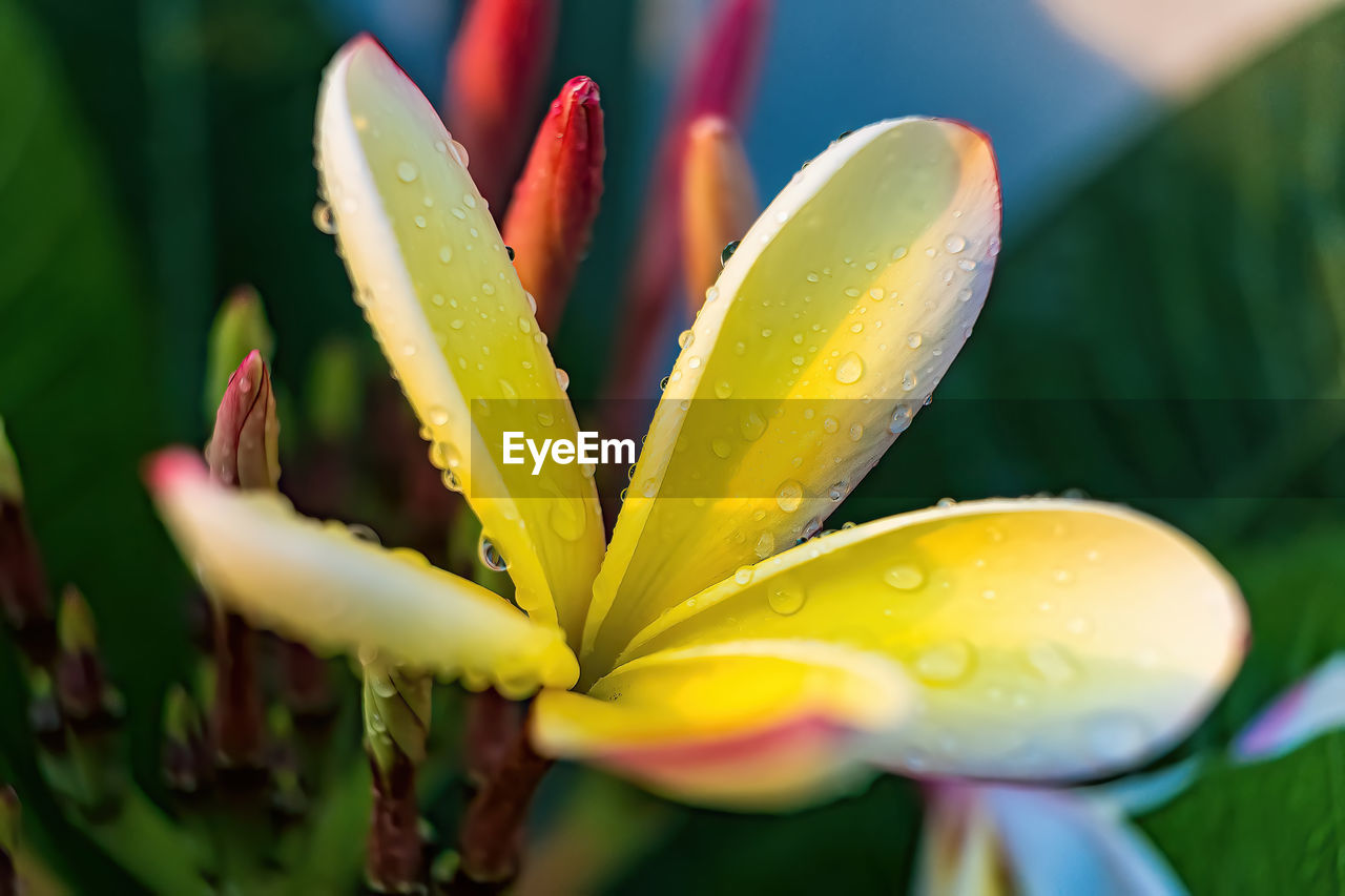 plant, yellow, flower, flowering plant, beauty in nature, water, nature, freshness, close-up, macro photography, drop, growth, wet, petal, green, leaf, no people, plant part, outdoors, fragility, lily, flower head, inflorescence, tropical climate, selective focus, blossom, multi colored, springtime, vibrant color, focus on foreground