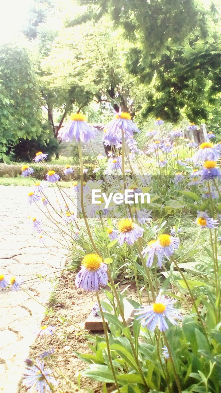 CLOSE-UP OF FLOWERS BLOOMING OUTDOORS