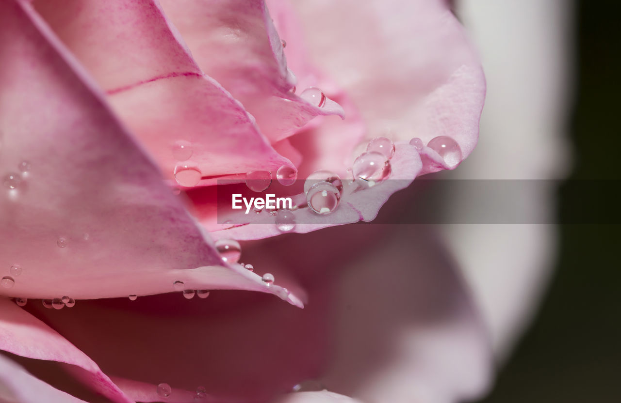 Close-up of water drops on pink flower